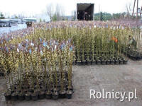 DREWEK plantskola barrträd lövträd och prydnadsbuskar  i Polen